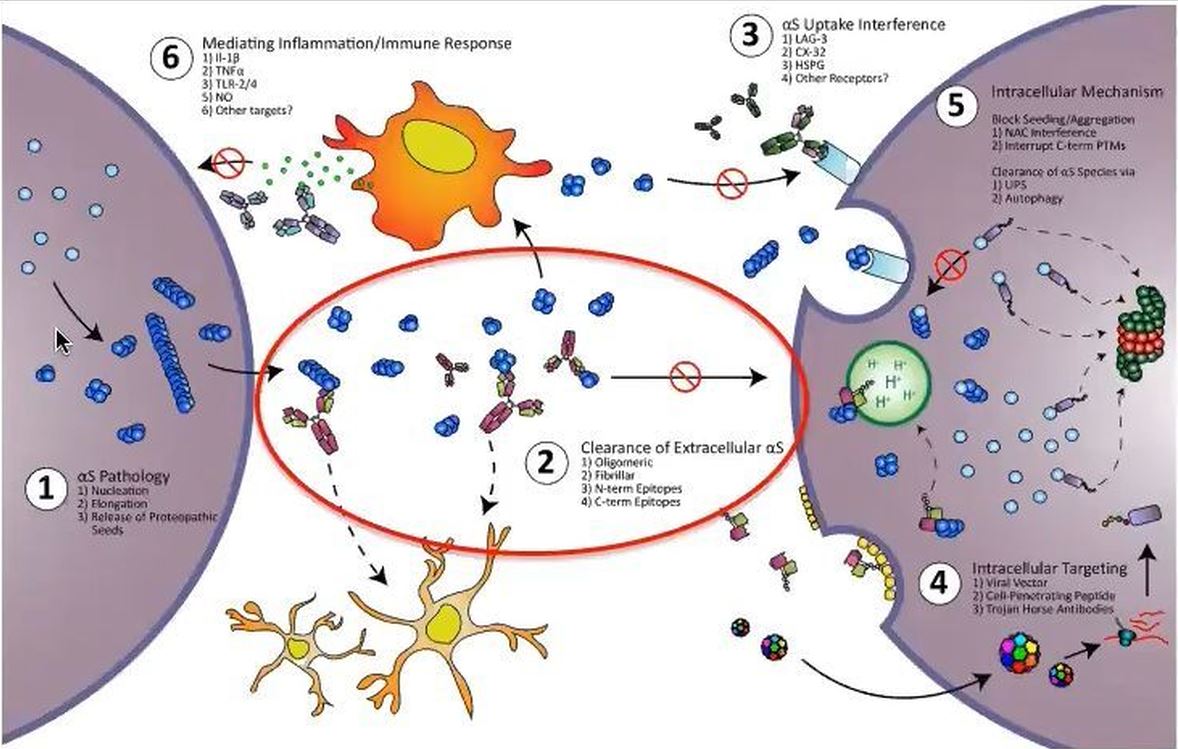 immunotherapie.jpg