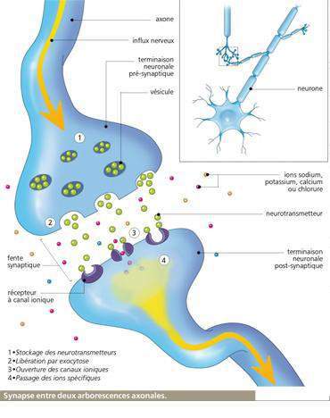 G_Synapse2.JPG