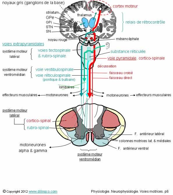 G_Systeme_extrapyramidal.jpg