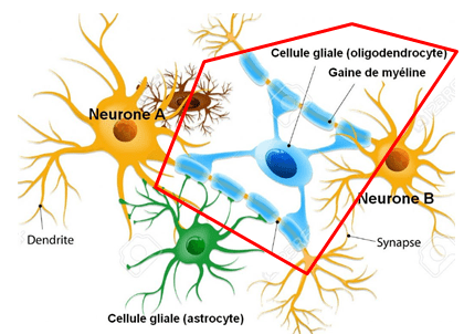 oligodendrocyte.png